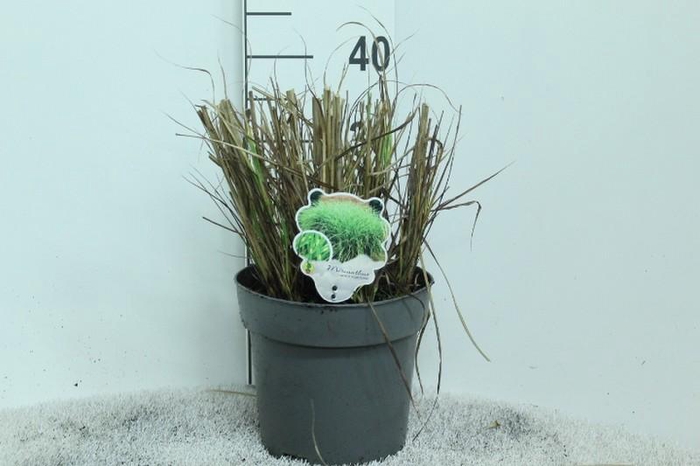 <h4>Miscanthus Sinensis Punktchen</h4>