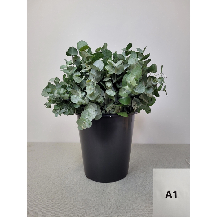 <h4>EUC CINEREA PER STEEL -IT-</h4>