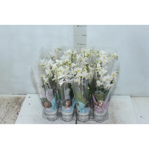 PHALAENOPSIS MINI P06 BRANCO 2 HT