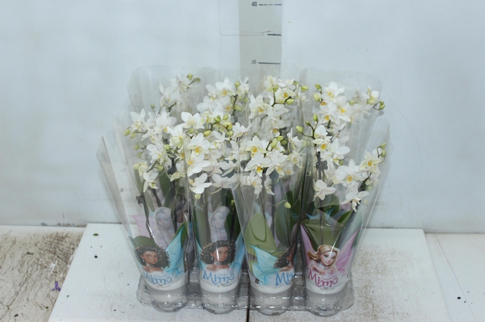 <h4>PHALAENOPSIS MINI P06 BRANCO 2 HT</h4>