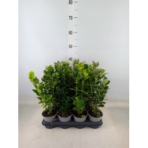 Euonymus japon.   ...mix