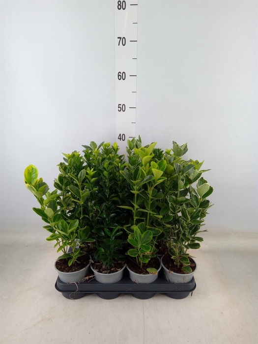 <h4>Euonymus japon.   ...mix</h4>