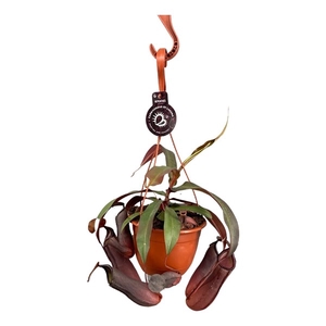 Nepenthes Rebecca Soper 14 cm in hangpot