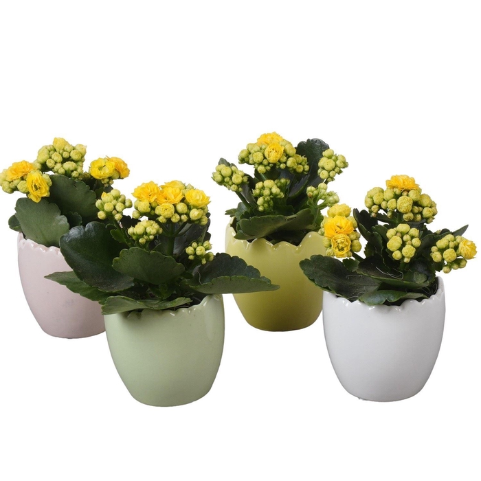 <h4>Arr. Pasen L%</h4>