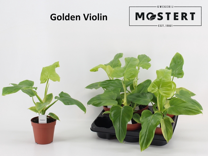 <h4>arr8 Phil Golden Violin</h4>