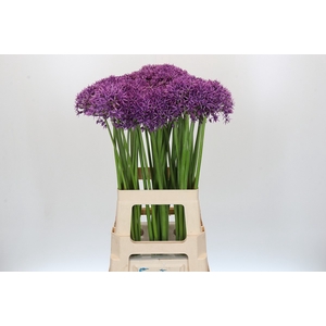 Allium Violet Beauty