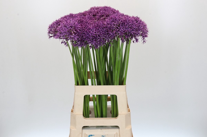 <h4>Allium Violet Beauty</h4>