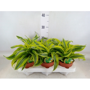Dracaena frag. 'Lemon Surprise'