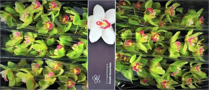 <h4>CYMB T BREMO</h4>