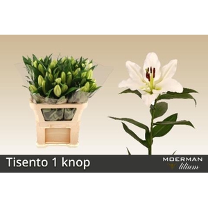 LI OT TISENTO