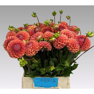 Dahlia Cornel Bronze