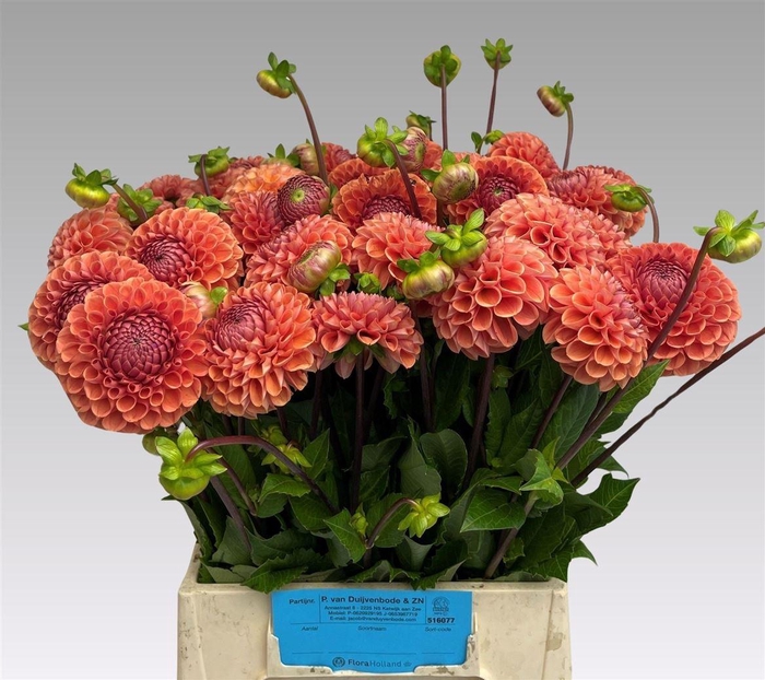 <h4>Dahlia Cornel Bronze</h4>