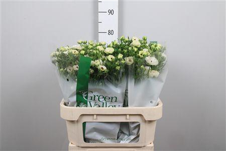 <h4>Ran Co Mag Mascarpon</h4>