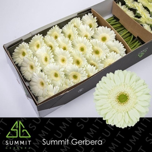 Gerbera Mint Doos