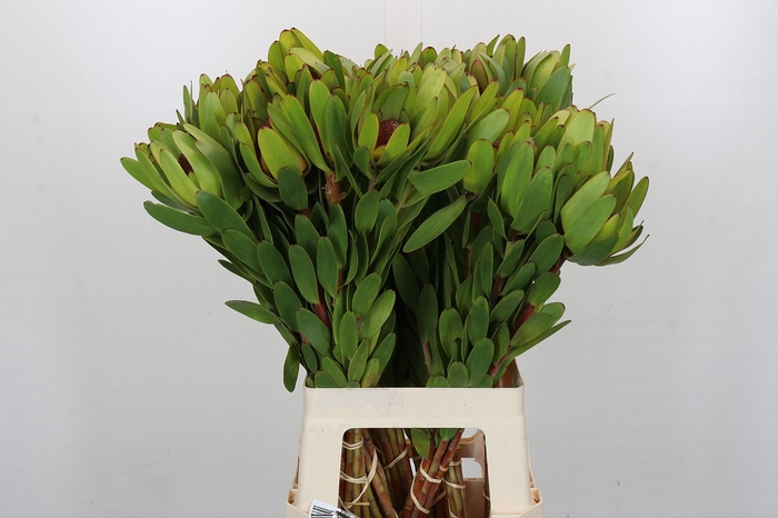 <h4>Leucadendron Rosette</h4>