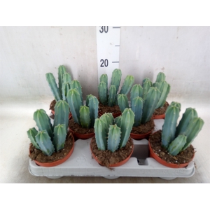 Cereus   ...