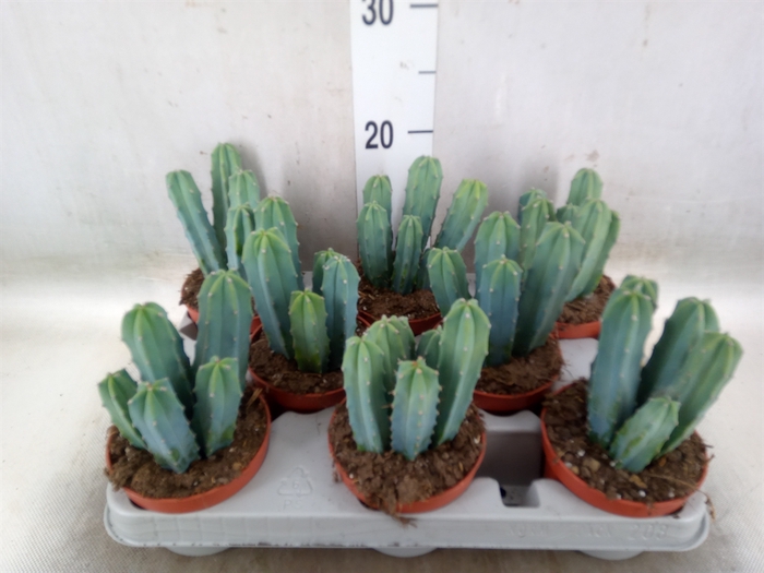 <h4>Cereus   ...</h4>