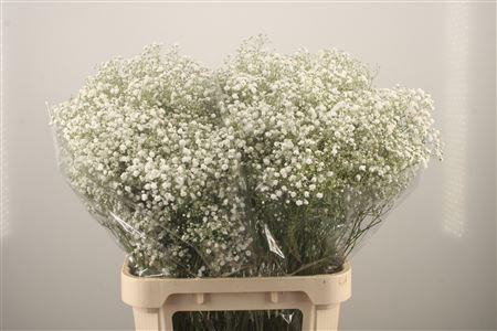 <h4>Gyps Pa Xlence</h4>