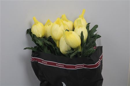 <h4>Chr G Magnum Yellow</h4>