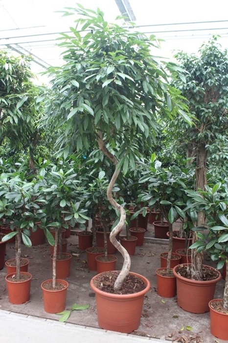 <h4>Ficus Amstel King</h4>