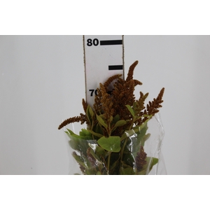 AMARANTHUS DOURADO 070 CM