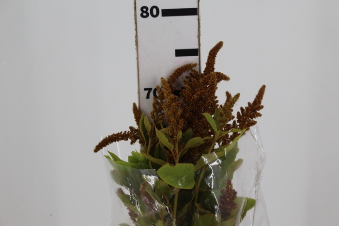 <h4>AMARANTHUS DOURADO 070 CM</h4>