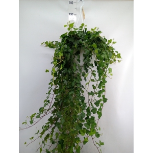 Hedera helix 'Wonder'