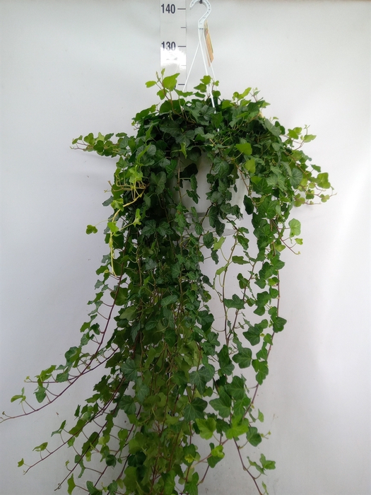<h4>Hedera helix 'Wonder'</h4>