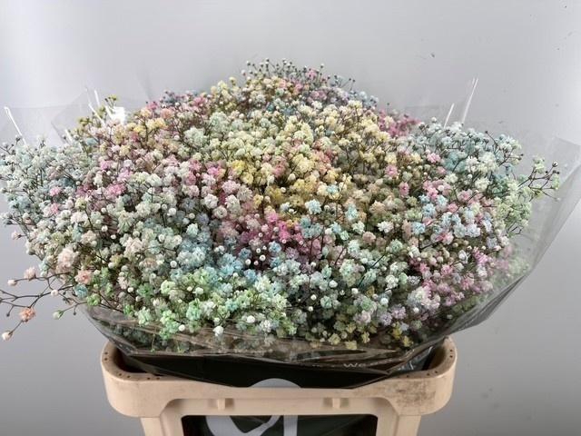 <h4>GYPS KLB H%</h4>