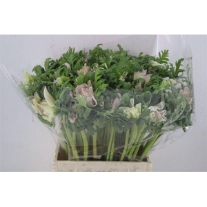 Anem Mistral Edged Pink