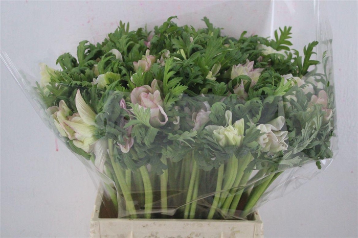 <h4>Anem Mistral Edged Pink</h4>