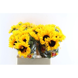 Helianthus Orange Fire
