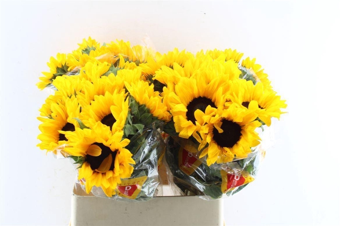 <h4>Helianthus Orange Fire</h4>