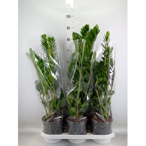 Zamioculcas zamiifolia