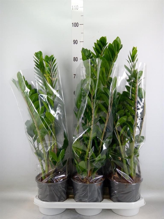 <h4>Zamioculcas zamiifolia</h4>