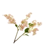Syringa Pink Light