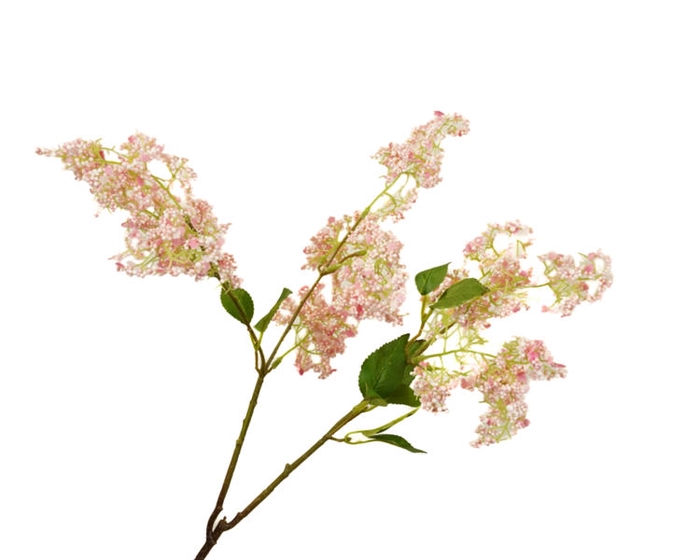 Syringa Pink Light