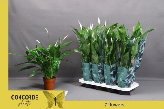 <h4>SPATH SWEET BENITO</h4>