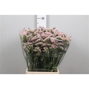 Lim S Apricot Sun Birds