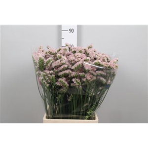 Lim S Apricot Sun Birds