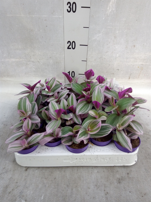 <h4>Tradescantia albif. 'Nanouk'</h4>