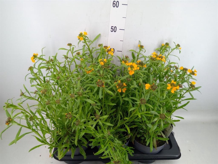 <h4>Erysimum   ...</h4>