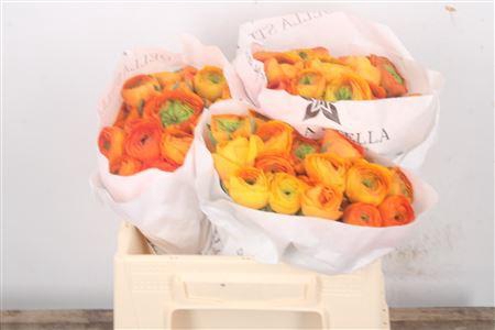 <h4>Ran Su Lambada Dark Orange</h4>