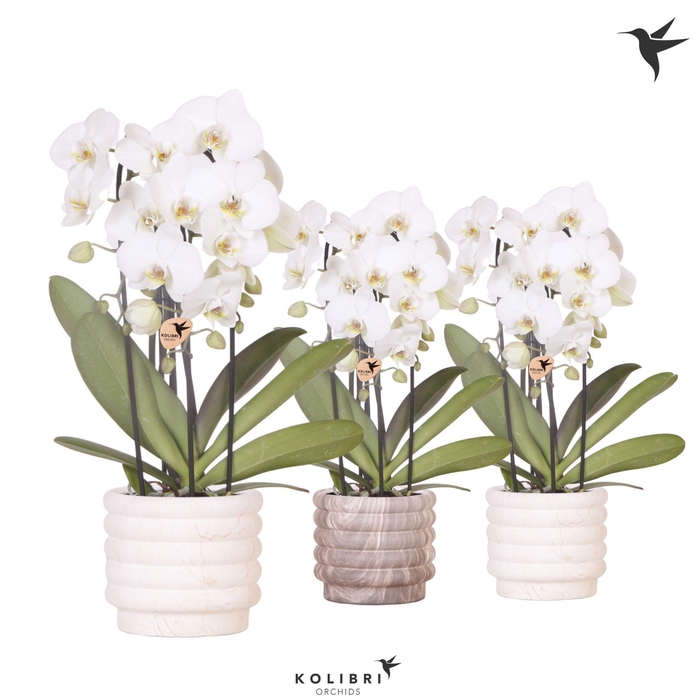 <h4>Kolibri Orchids Phalaenopsis Cascade Niagara Fall white 3 spike in Marble pot mix</h4>