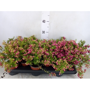 Gaultheria   ...rose berry