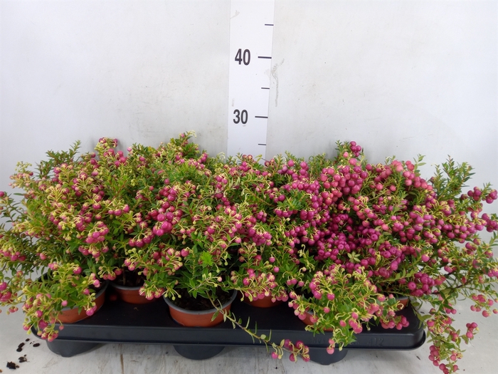 <h4>Gaultheria   ...rose berry</h4>