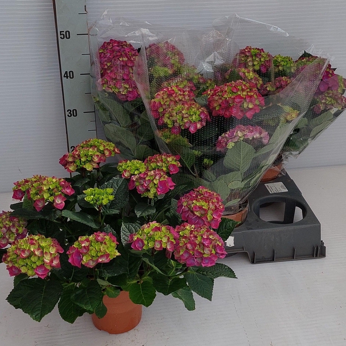 <h4>HYDR M NINGBO</h4>