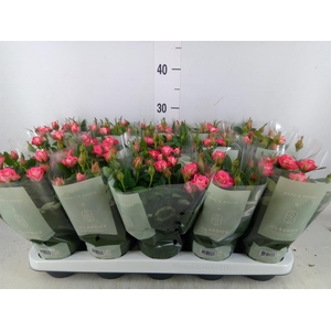 Rosa  'Fame Kordana'