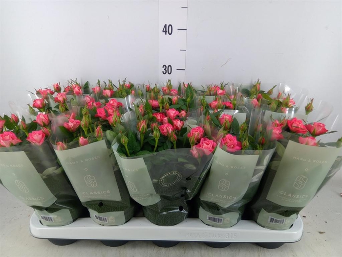 <h4>Rosa  'Fame Kordana'</h4>