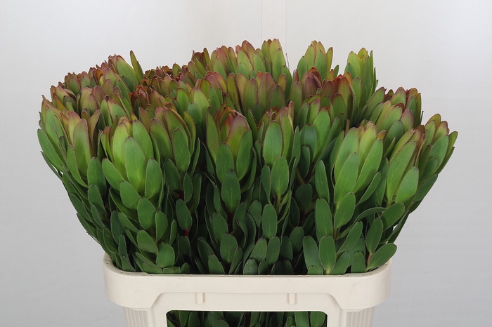 <h4>Leucadendron Goldstrike</h4>